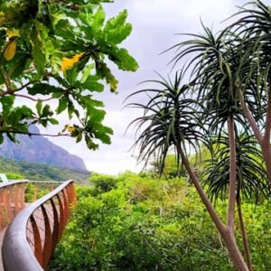 Fynbos & Beyond Guided Tour of Kirstenbosch Gardens (Garden Entrance Fee Excluded)