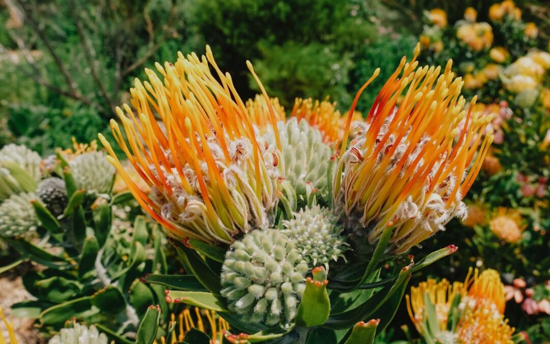 Why the Cape Floral Kingdom Matters More Than Ever